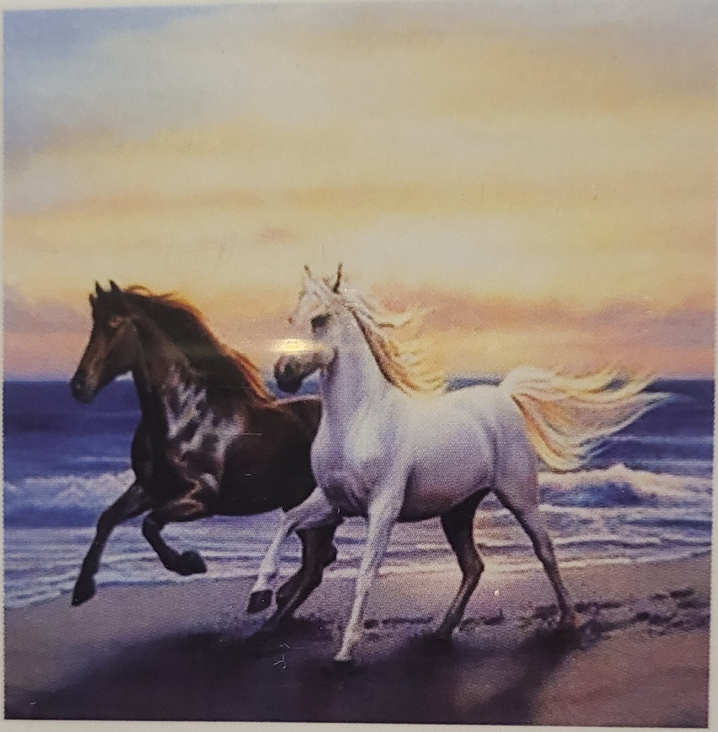 2 CAVALLI - 20x20