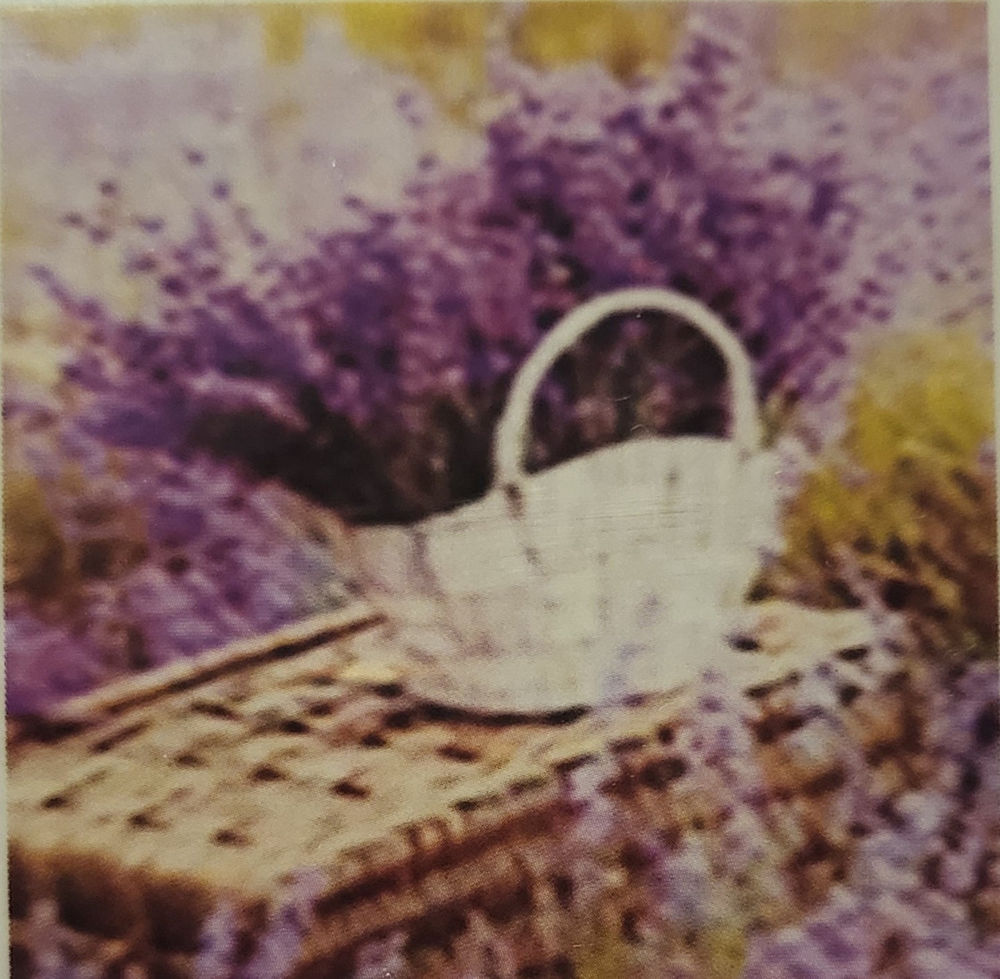 LAVANDA - 20x20