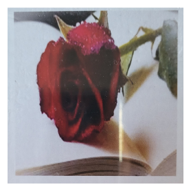 ROSA ROSSA - 20x20