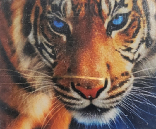 TELA TIGRE OCCHI AZZURRI - 40x50