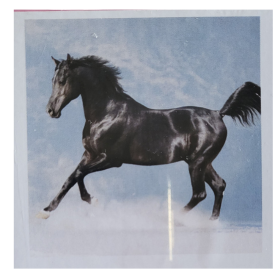 CAVALLO - 20x20