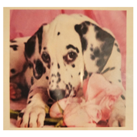 DALMATA - 20x20